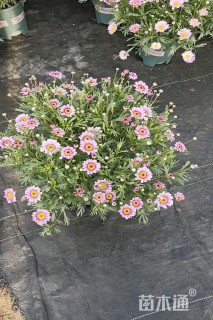 高度40厘米玛格丽特花