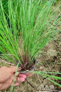 高度30厘米画眉草