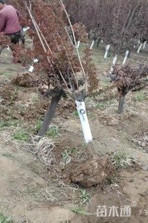 6公分紫叶李