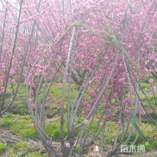 19公分骨里红梅