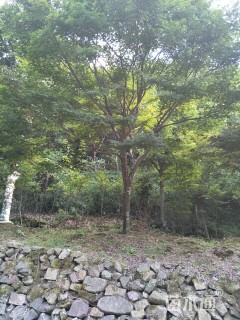 12公分红枫