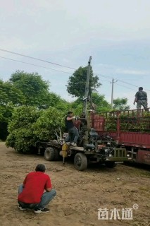 9公分桂花