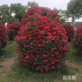 高度300厘米丛生榆叶梅