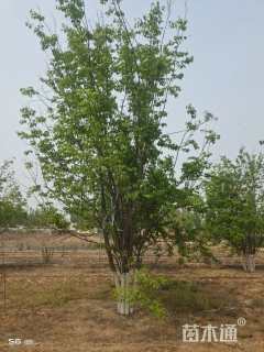 高度500厘米丛生暴马丁香