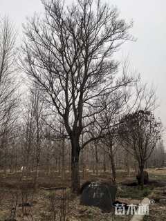 35公分朴树