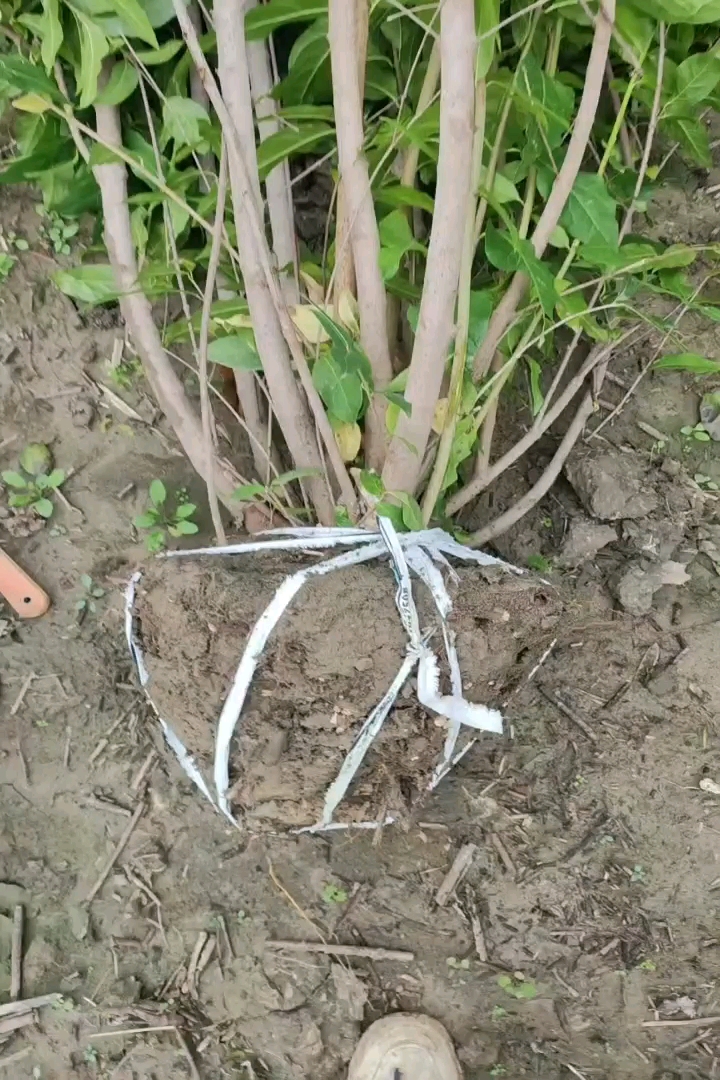 高度150厘米丛生紫薇