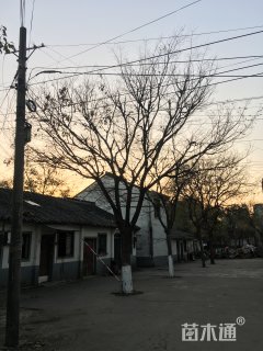 30公分榉树