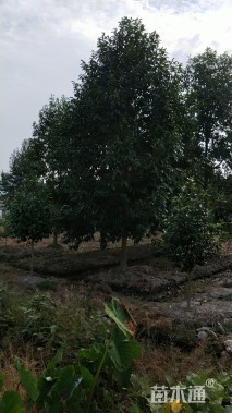 15公分乐昌含笑