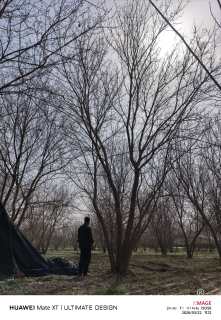 高度1000厘米丛生元宝枫