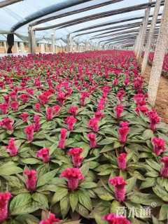 高度30厘米一支笔