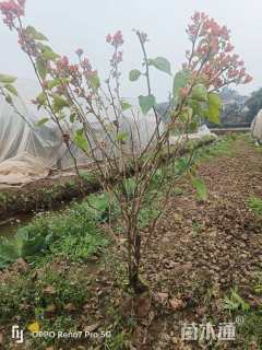 高度90厘米三角梅