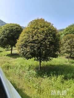 11公分桂花