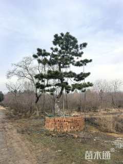 28公分造型黑松