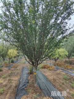 10公分西府海棠