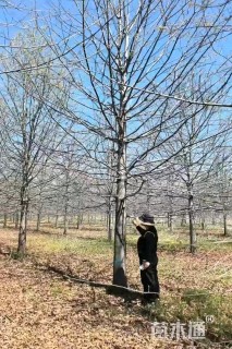 16公分娜塔栎
