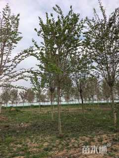 9公分巨紫荆