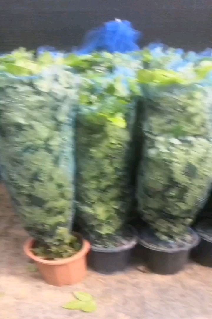 3公分幸福树