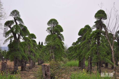 30公分对节白蜡