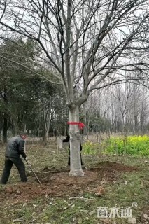 29公分紫玉兰