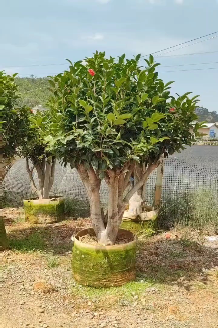 高度180厘米四季茶花