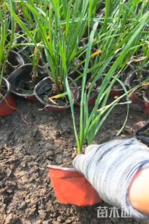 高度35厘米紫娇花