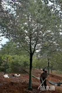 18公分香樟