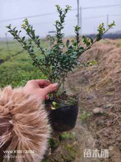 高度35厘米龟甲冬青