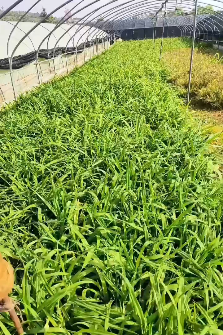 高度20厘米金边吊兰