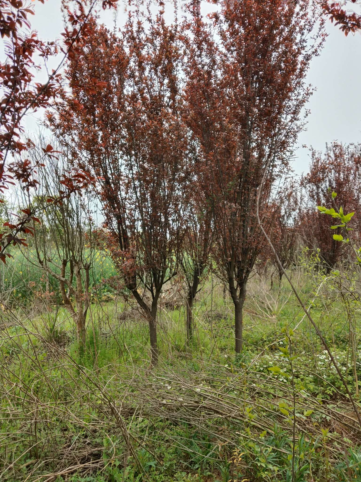 高度300厘米李子树