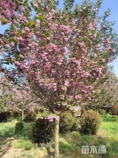 10公分日本晚樱