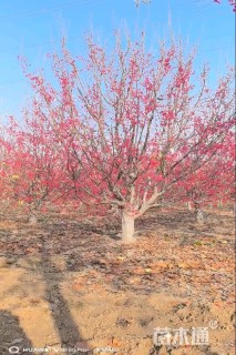 高度650厘米当娜海棠