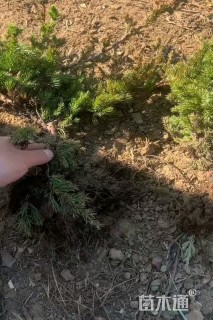 高度40厘米铺地柏