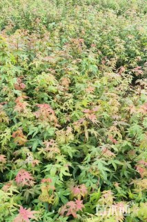 高度50厘米鸡爪槭小苗
