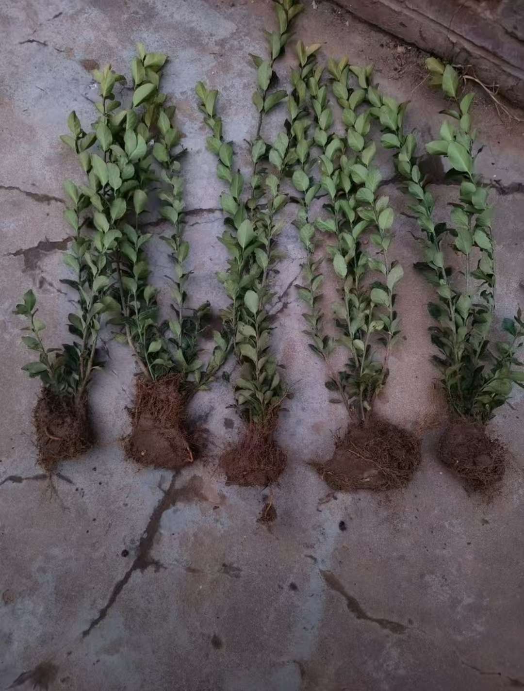 高度30厘米卫矛