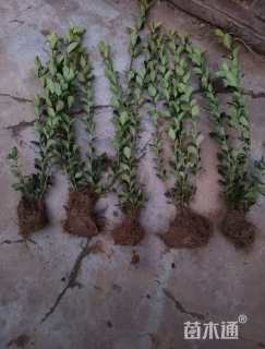 高度30厘米卫矛