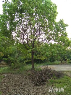 20公分香樟