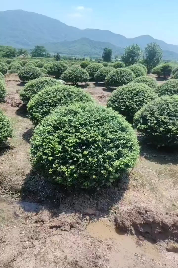 冠幅120厘米龟甲冬青球