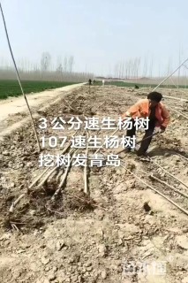 3公分速生杨