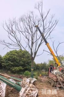 35公分栾树