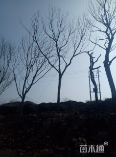 30公分朴树