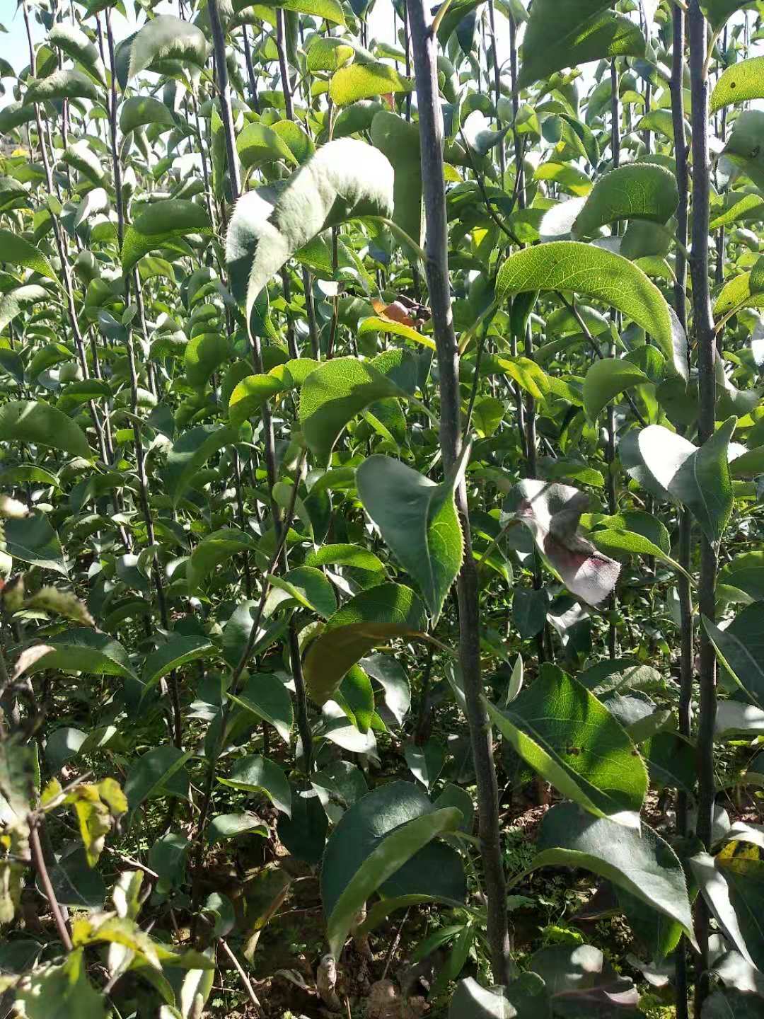 高度120厘米玉露香梨