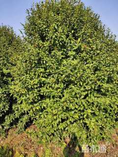 高度400厘米紫花含笑