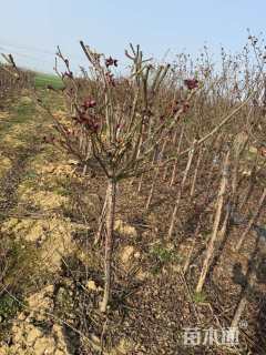 高度160厘米月季