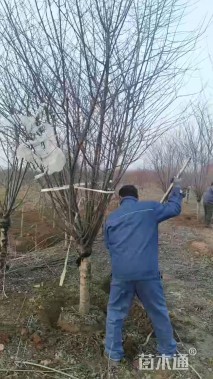 15公分榆叶梅