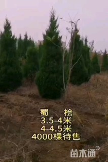 高度220厘米蜀桧