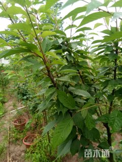 12公分樱花