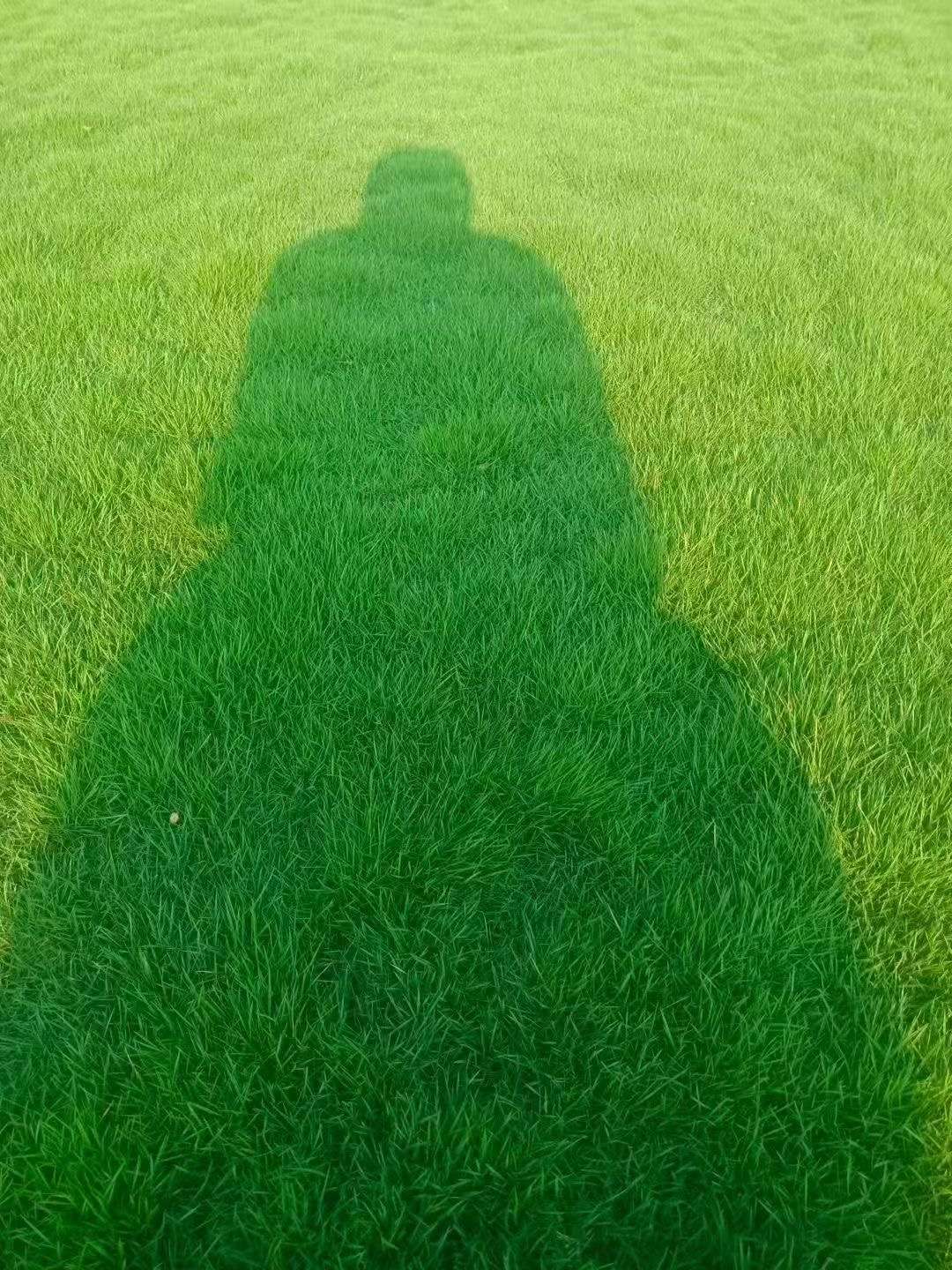 草坪种子