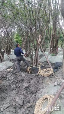 50公分茶条槭