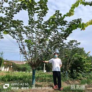 14公分巨紫荆