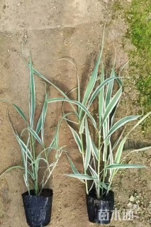 高度25厘米花叶芦竹